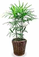 Amazon｜観葉植物 棕櫚竹（シュロチク） 8号 【ブラウン鉢カバー